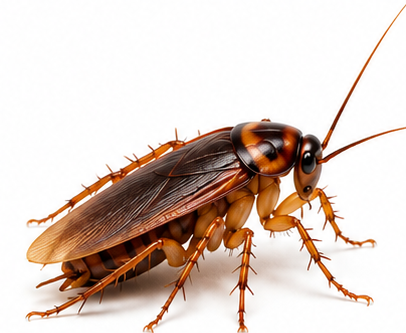Roaches